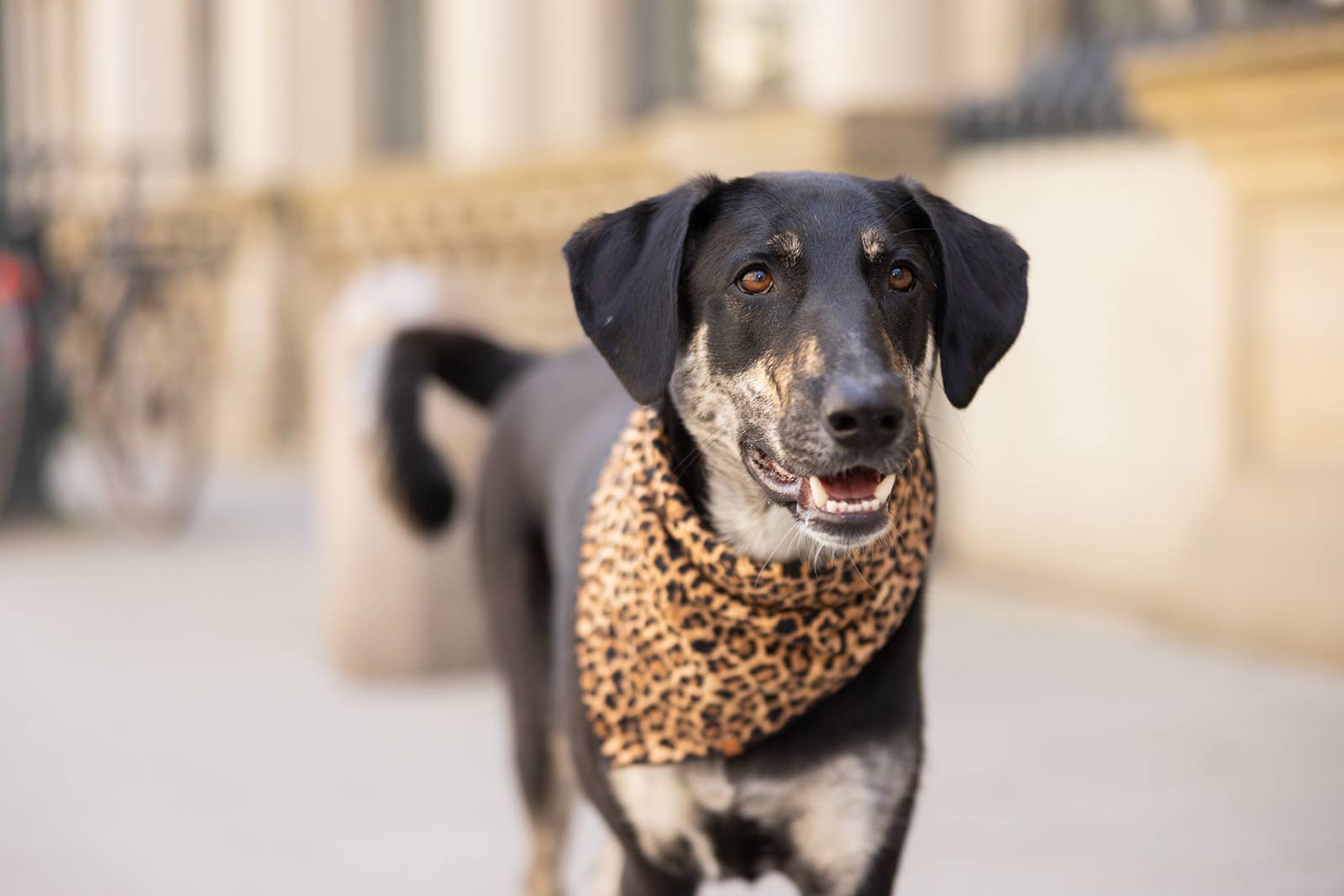 Halstuch "Leo" Black, Lieblingspfote