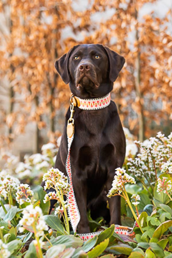 Premium Hundehalsband Gepolstert