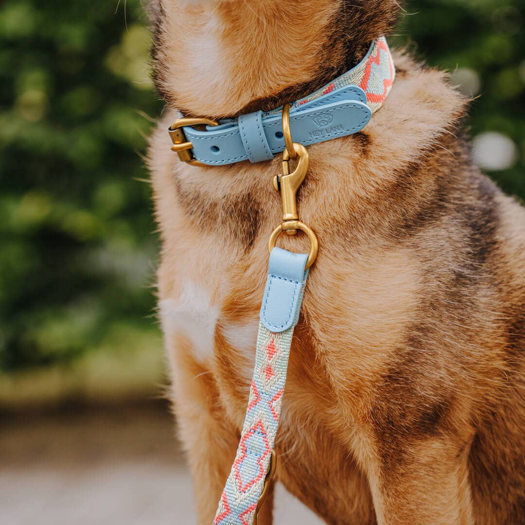 Premium Hundehalsband Gepolstert