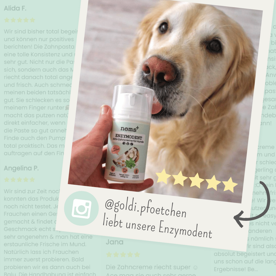 Enzymodent: Enzymatische Zahnpasta für Hunde mit natürlicher Pflege- und Präventionsformel