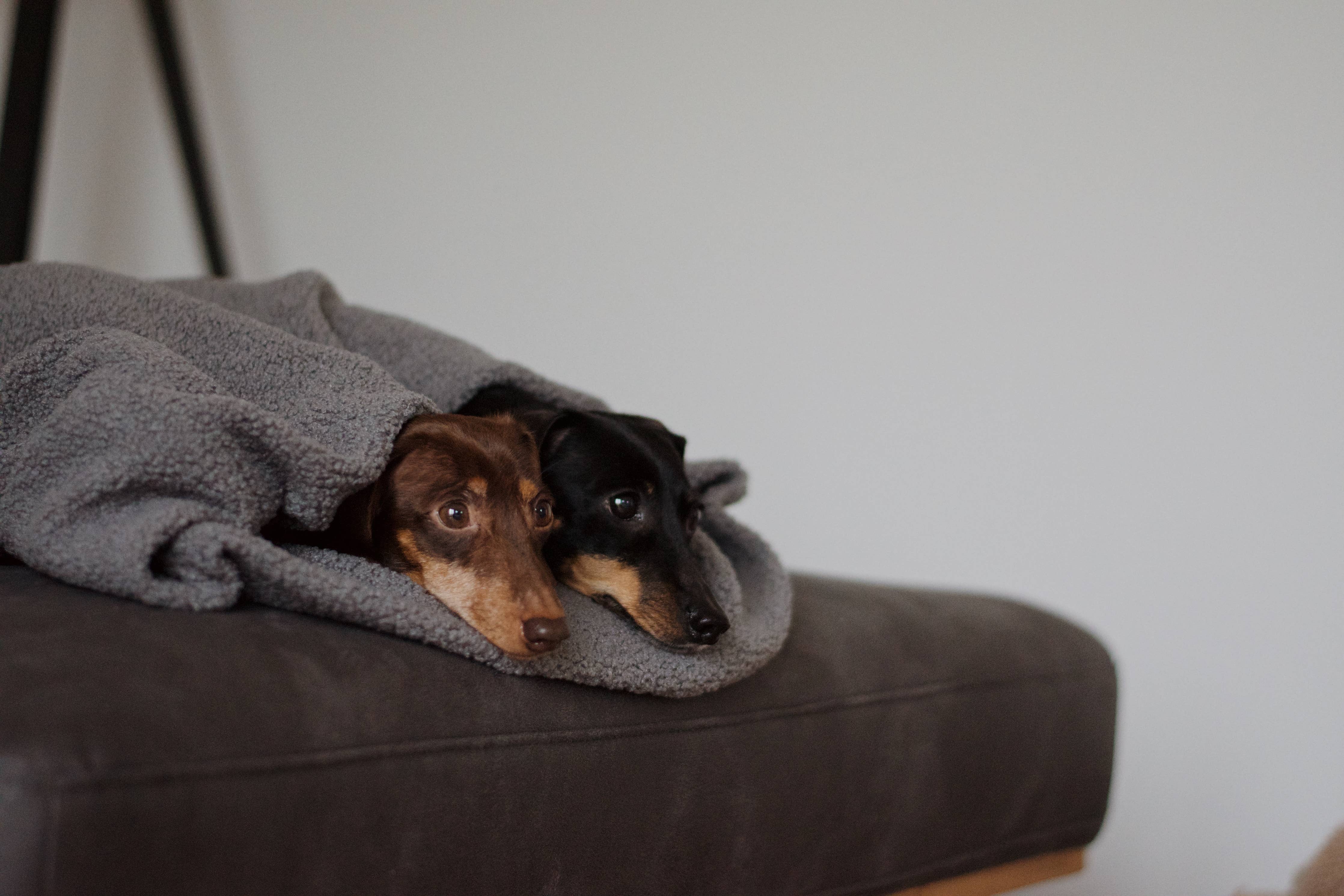 Oversize Hundedecke aus Teddy Anthrazit, Lieblingspfote