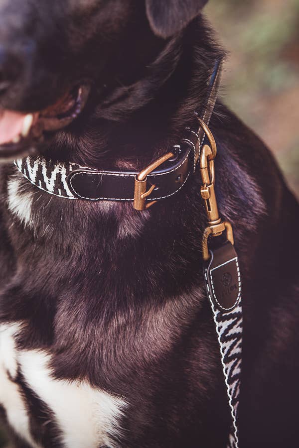 Premium Hundehalsband Gepolstert
