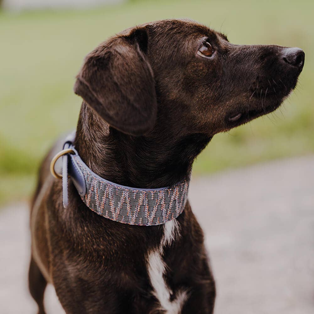 Premium Hundehalsband Gepolstert