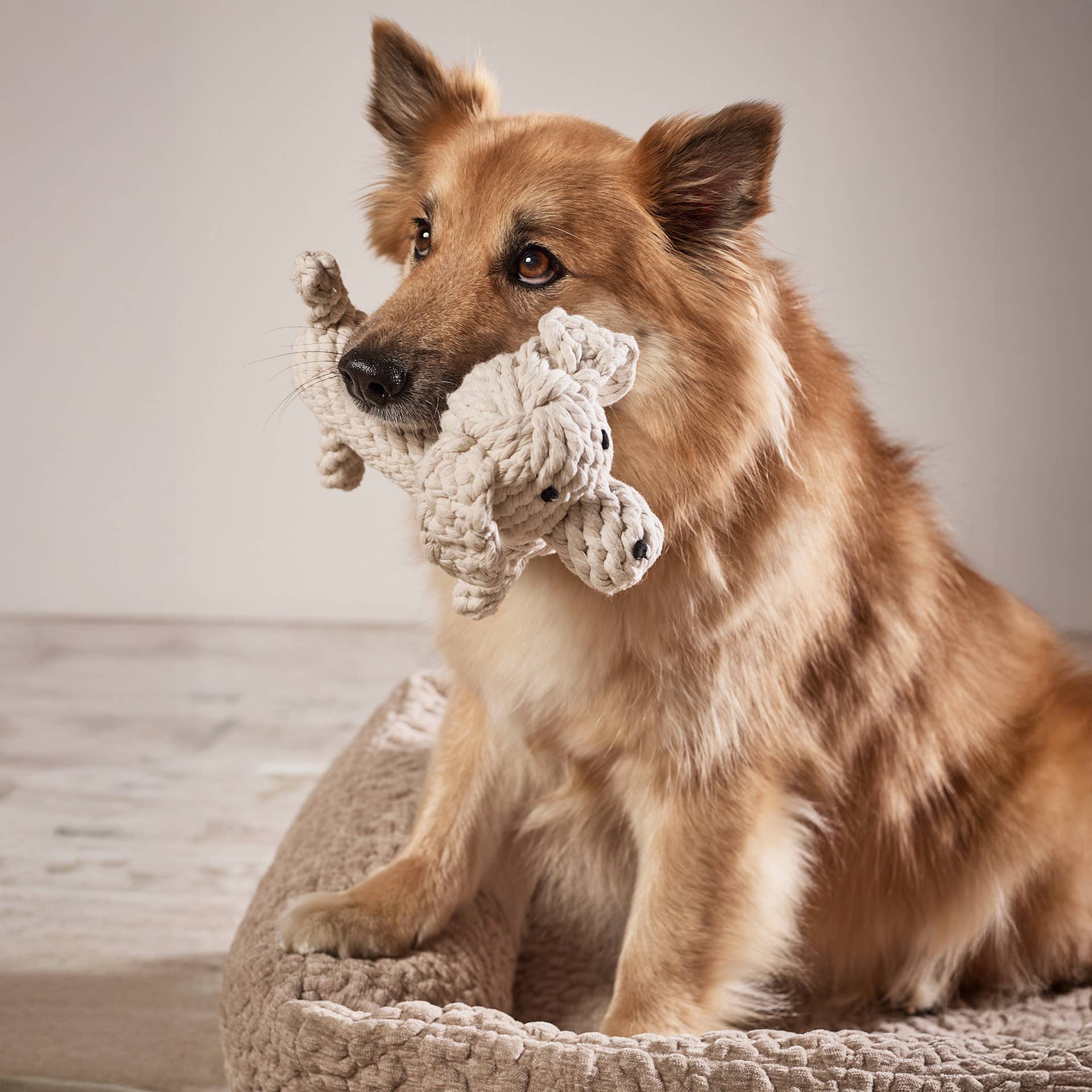 RICHIE RETRIEVER, Laboni