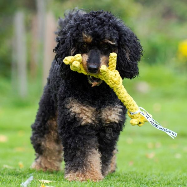 Greta Giraffe, Laboni