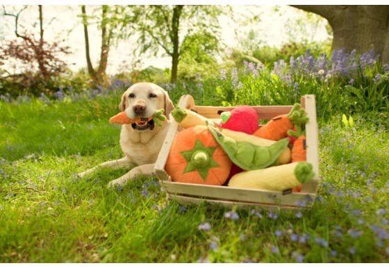P.L.A.Y. Garden Fresh Karotten-Hundespielzeug