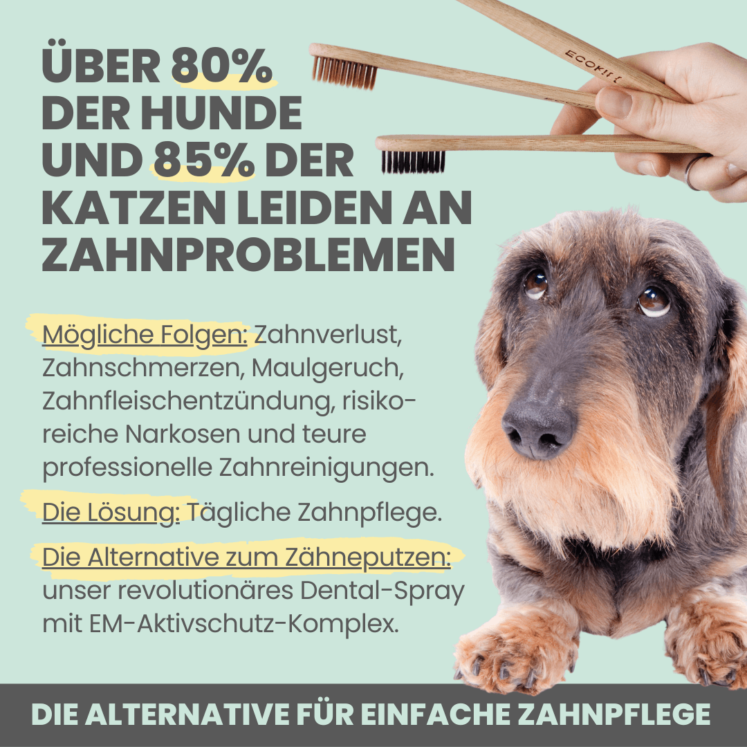 Dental-Spray bei Zahnstein für Hunde und Katzen