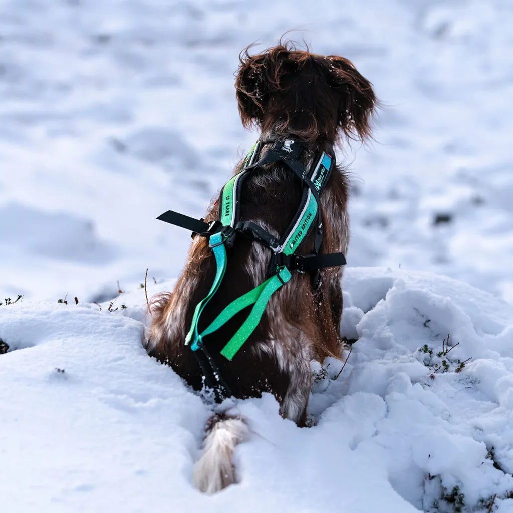 Hundezuggeschirr Freemotion Harness 5.0 Limited Edition, non-stop dogwear