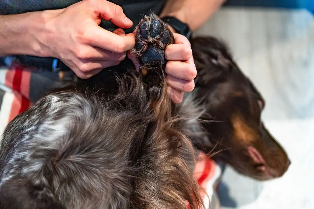 Paw Care, Non-stop dogwear, 50 ml