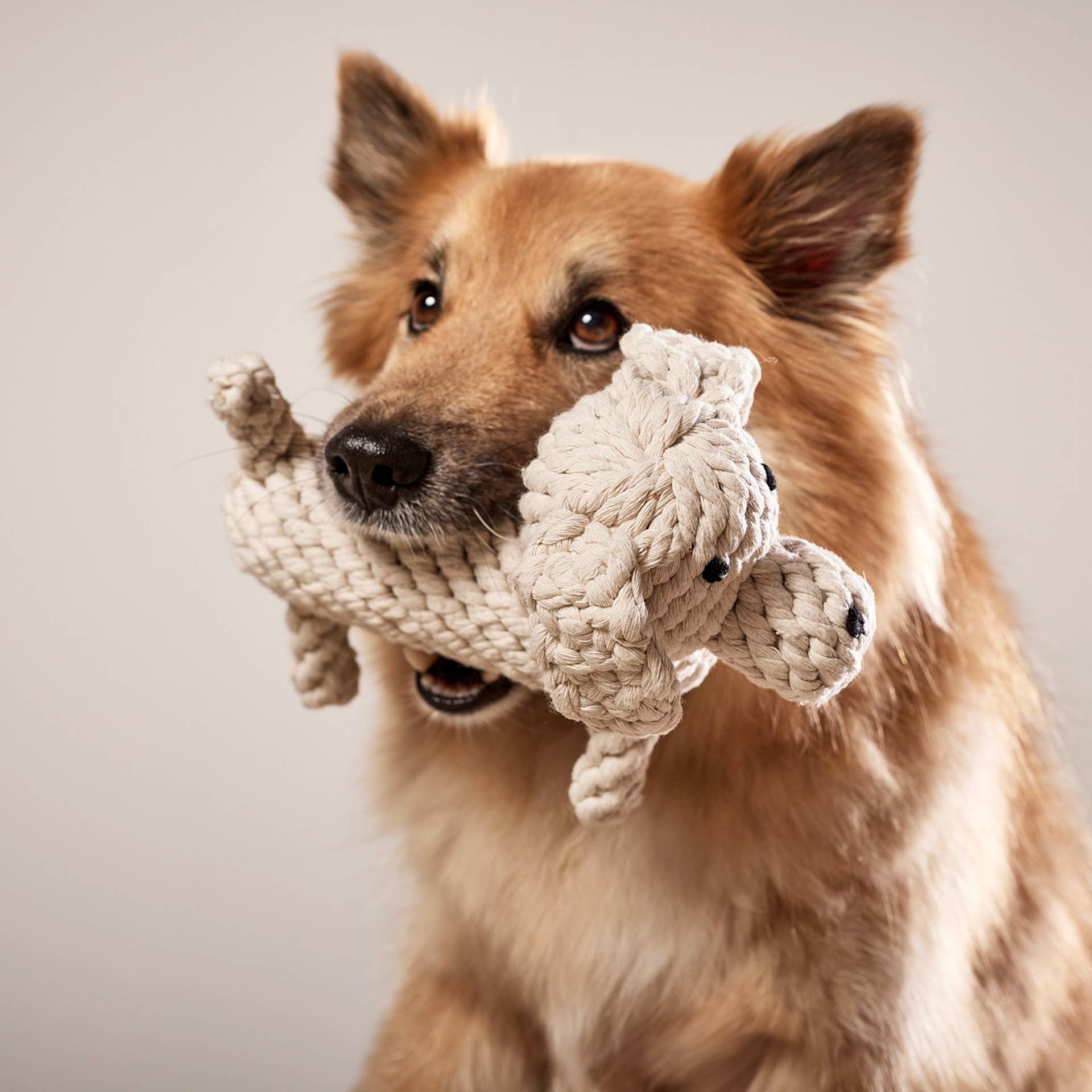 RICHIE RETRIEVER, Laboni