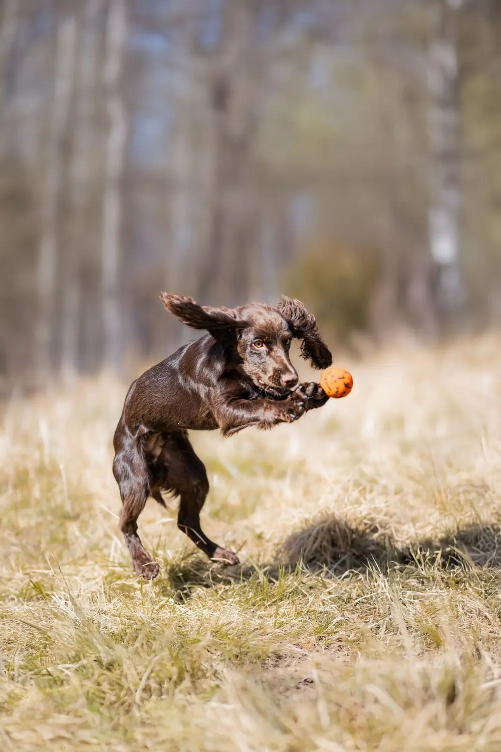 Dog Ball, Non-stop dogwear