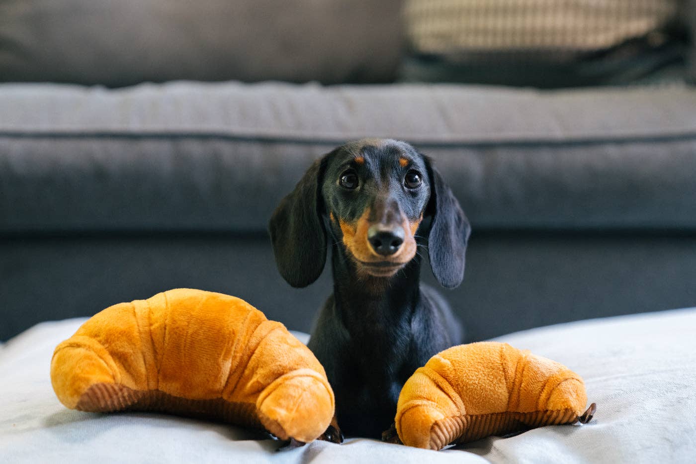 Barking Brunch Croissant-Spielzeug