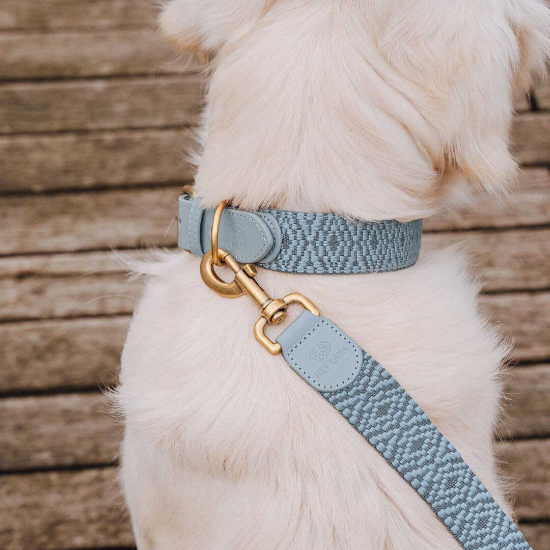 Premium Hundehalsband Gepolstert