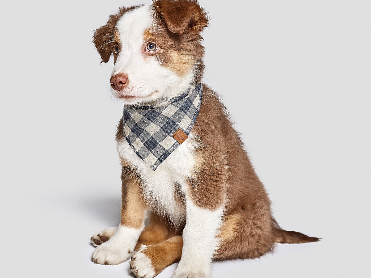 Bandana Check, Cloud 7