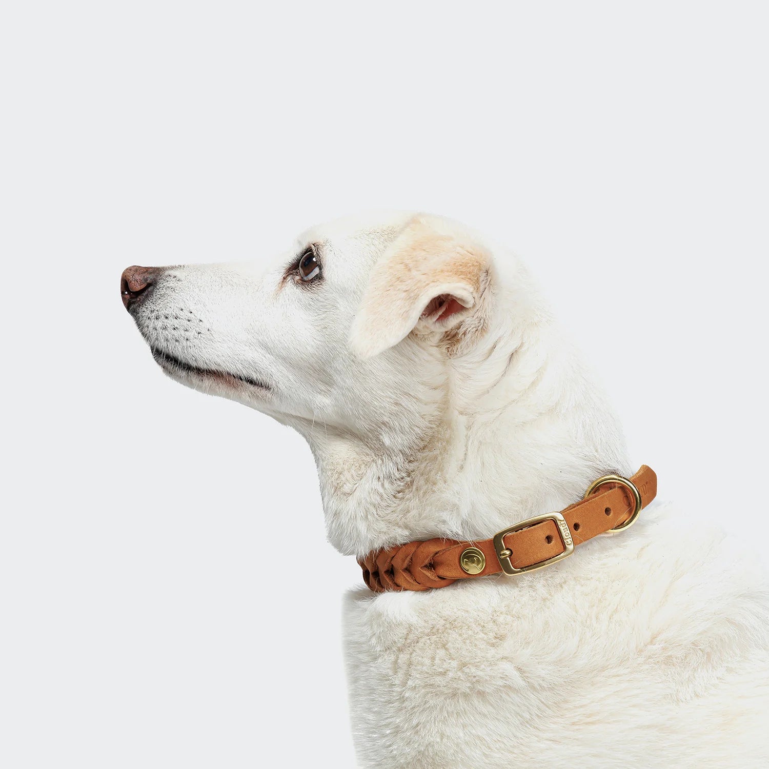 Hundehalsband Central Park Camel Gold, Cloud7