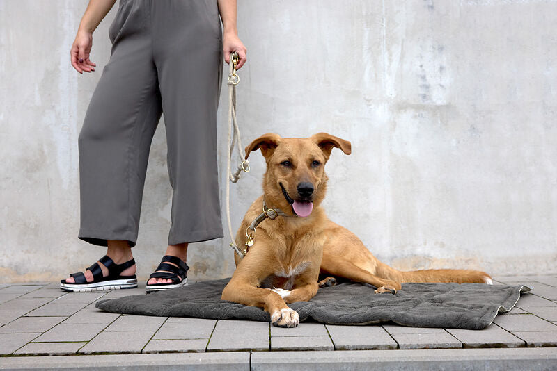 Hundematte Alma, Palopa