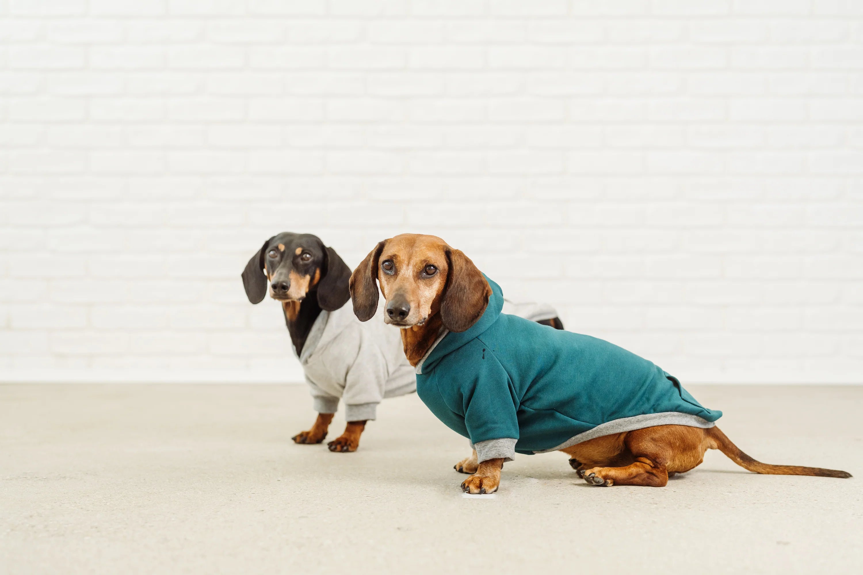 Hoodie Freddy für Dackel, Dachshound Couture