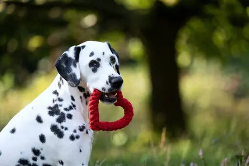 Hertha Heart, Laboni