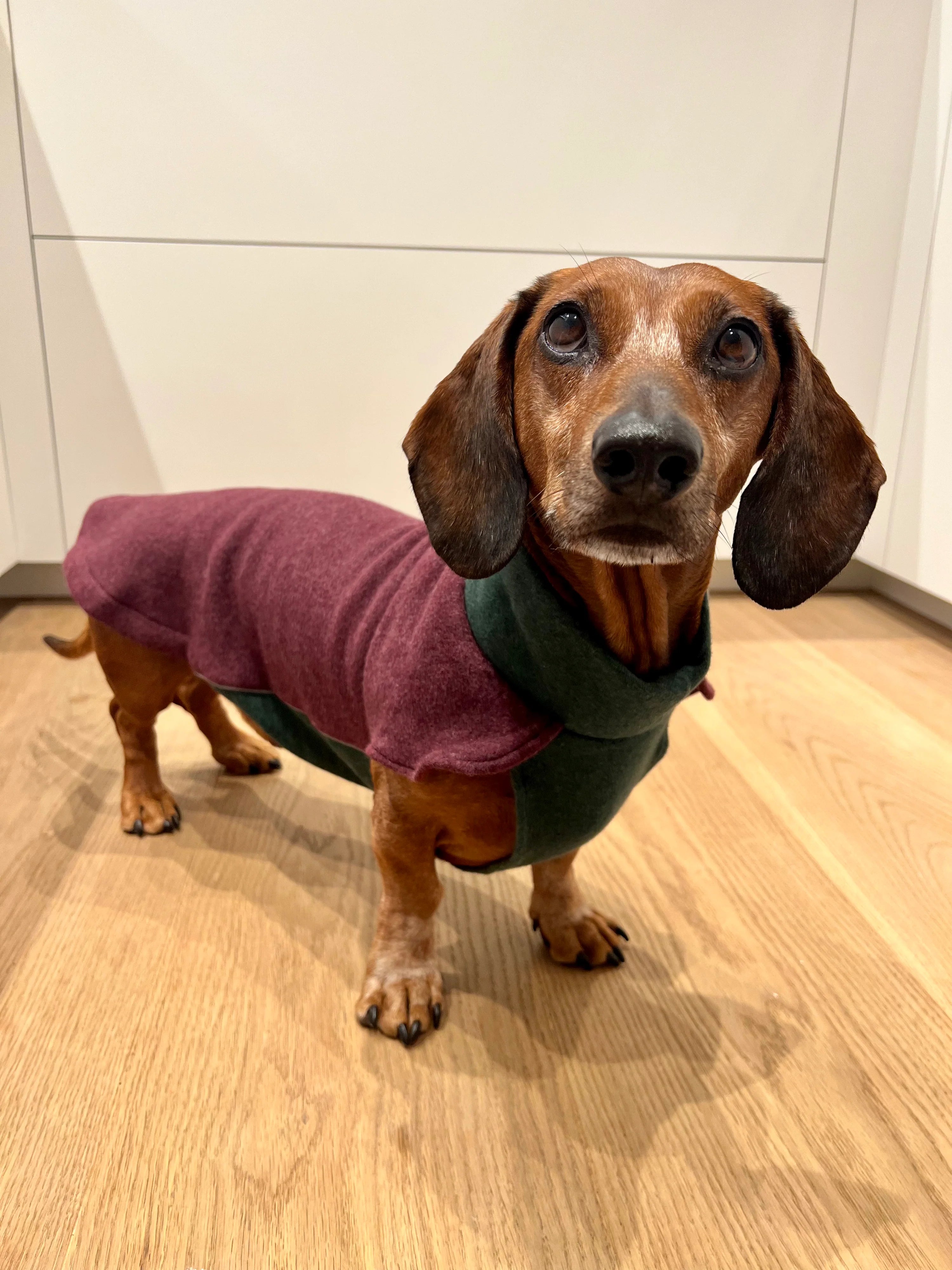 Fleece Pullover Nena für Dackel, Dachshound Couture