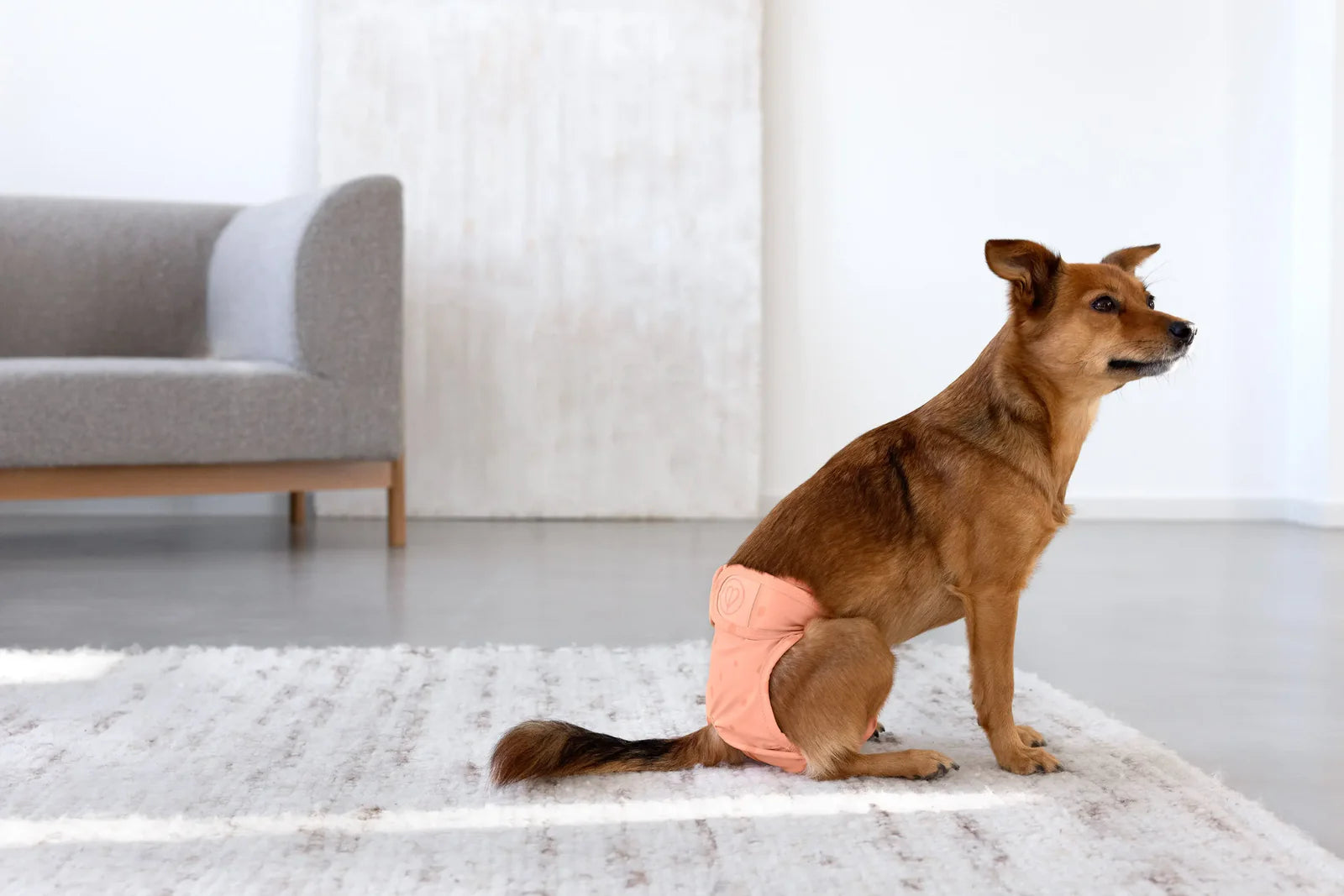 Läufigkeitshose, Hundewindel GLAN, Peach, Palopa