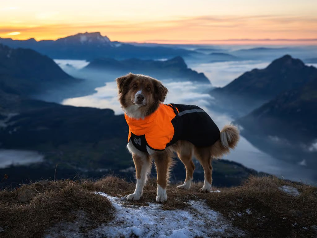 Fjord Raincoat 2.0, Non-stop dogwear