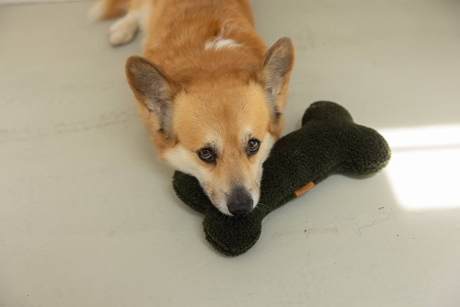 Spielzeug Knochen Teddy Army Green, Lieblingspfote