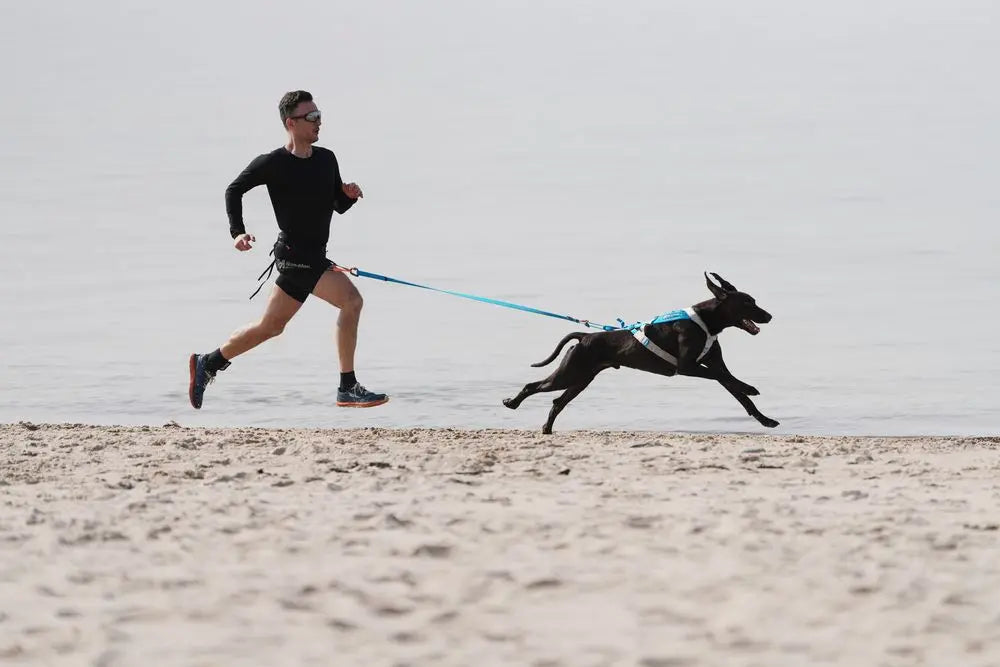 Hundezuggeschirr Freemotion Harness 5.0, non-stop dogwear