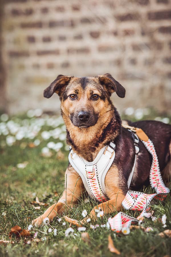 Premium Hundeleine - 3-fach verstellbar - 2m - Pink/Beige