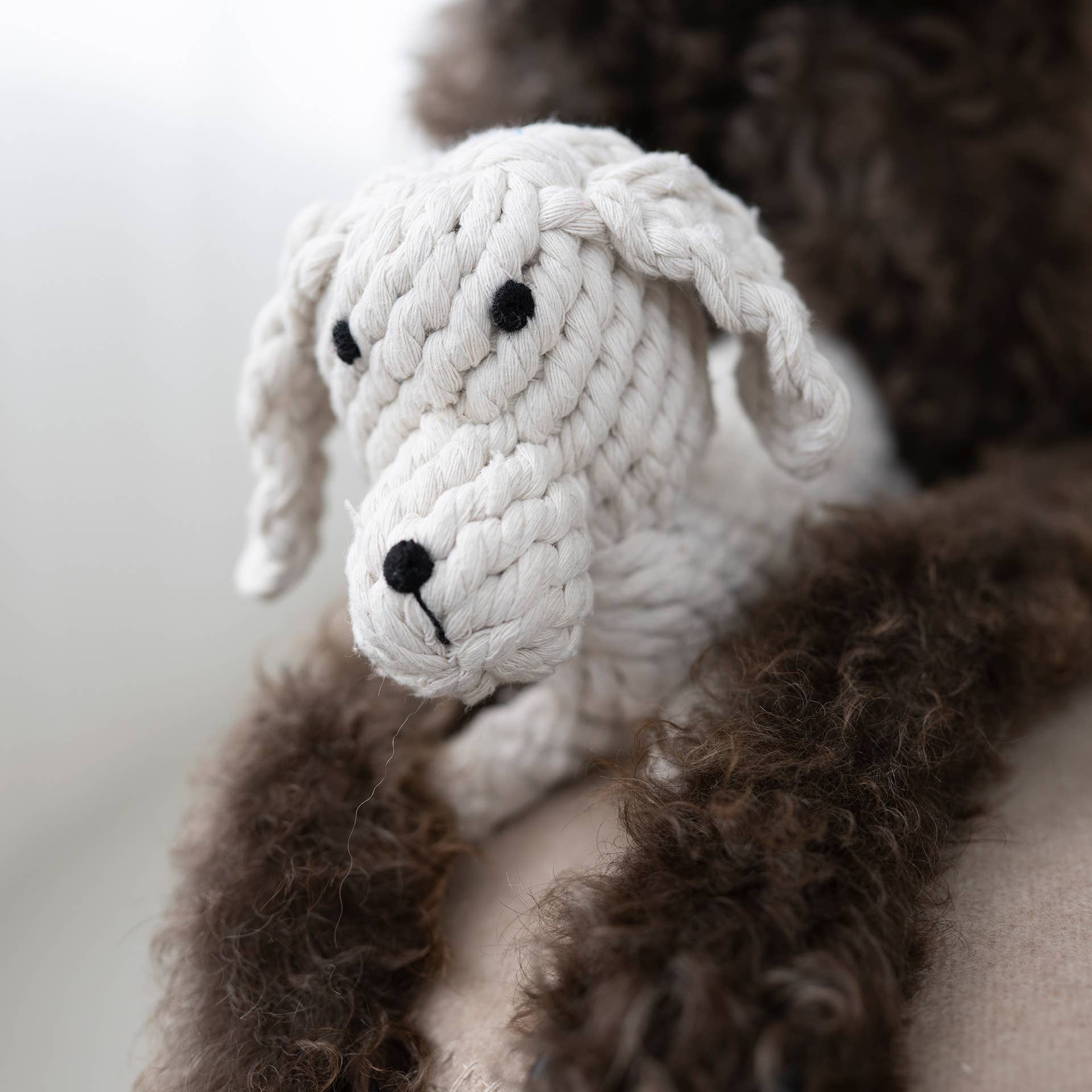 RICHIE RETRIEVER, Laboni