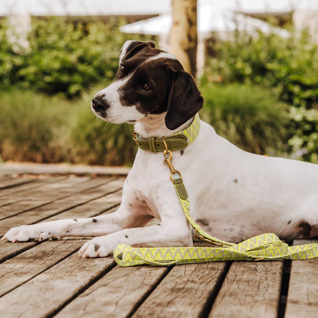 Premium Hundehalsband Gepolstert