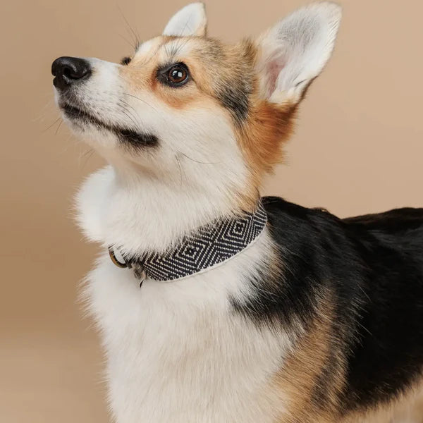 Halsband Capri Party Night, Buddys Dogwear