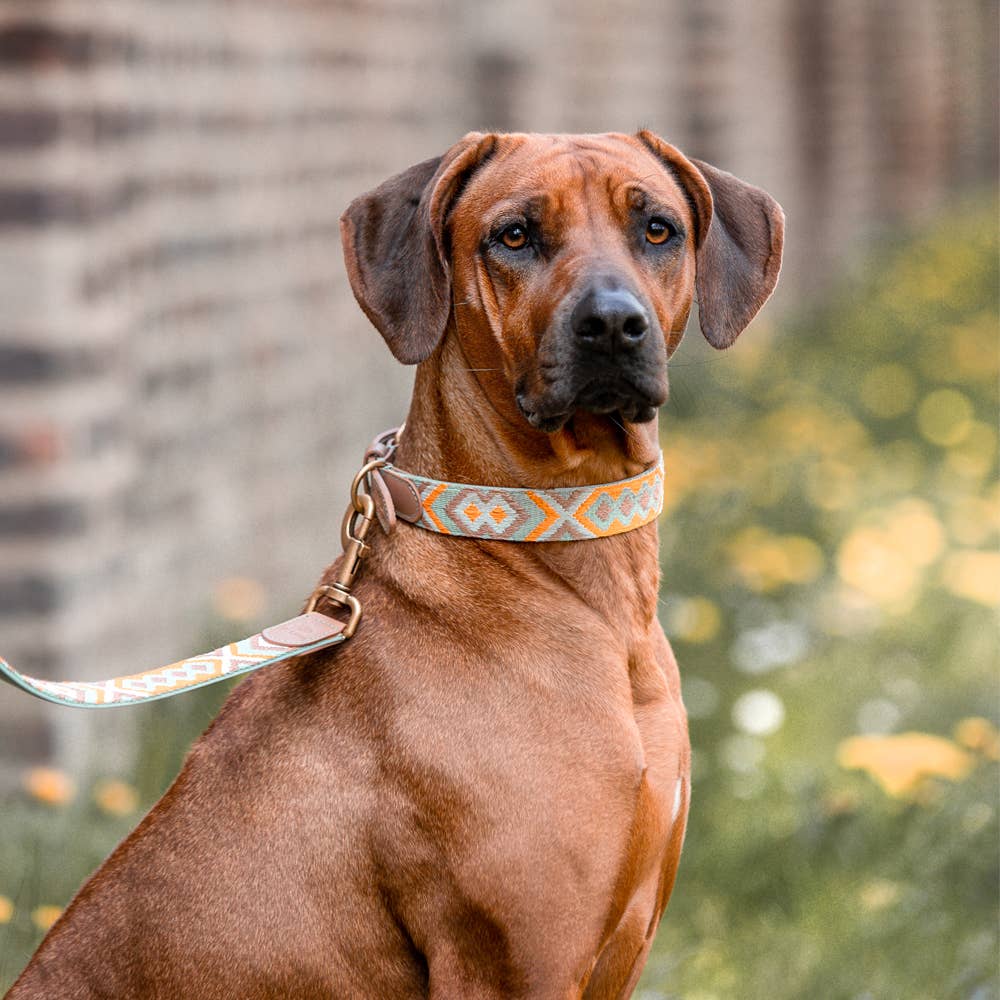 Premium Hundehalsband Gepolstert