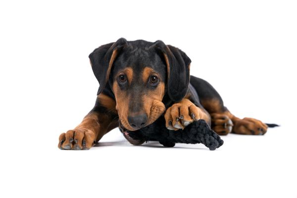 Kater Casanova, Laboni