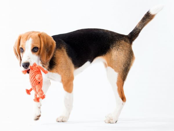 Kristof Krabbe, Laboni