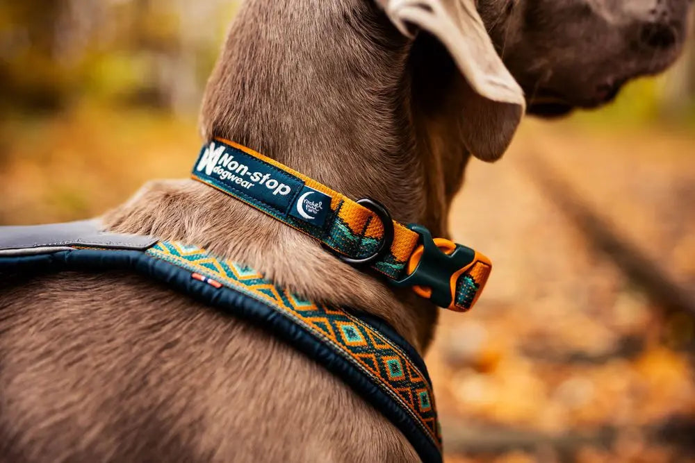 Trail Quest Collar, Rachel Pohl edition, Non-stop dogwear