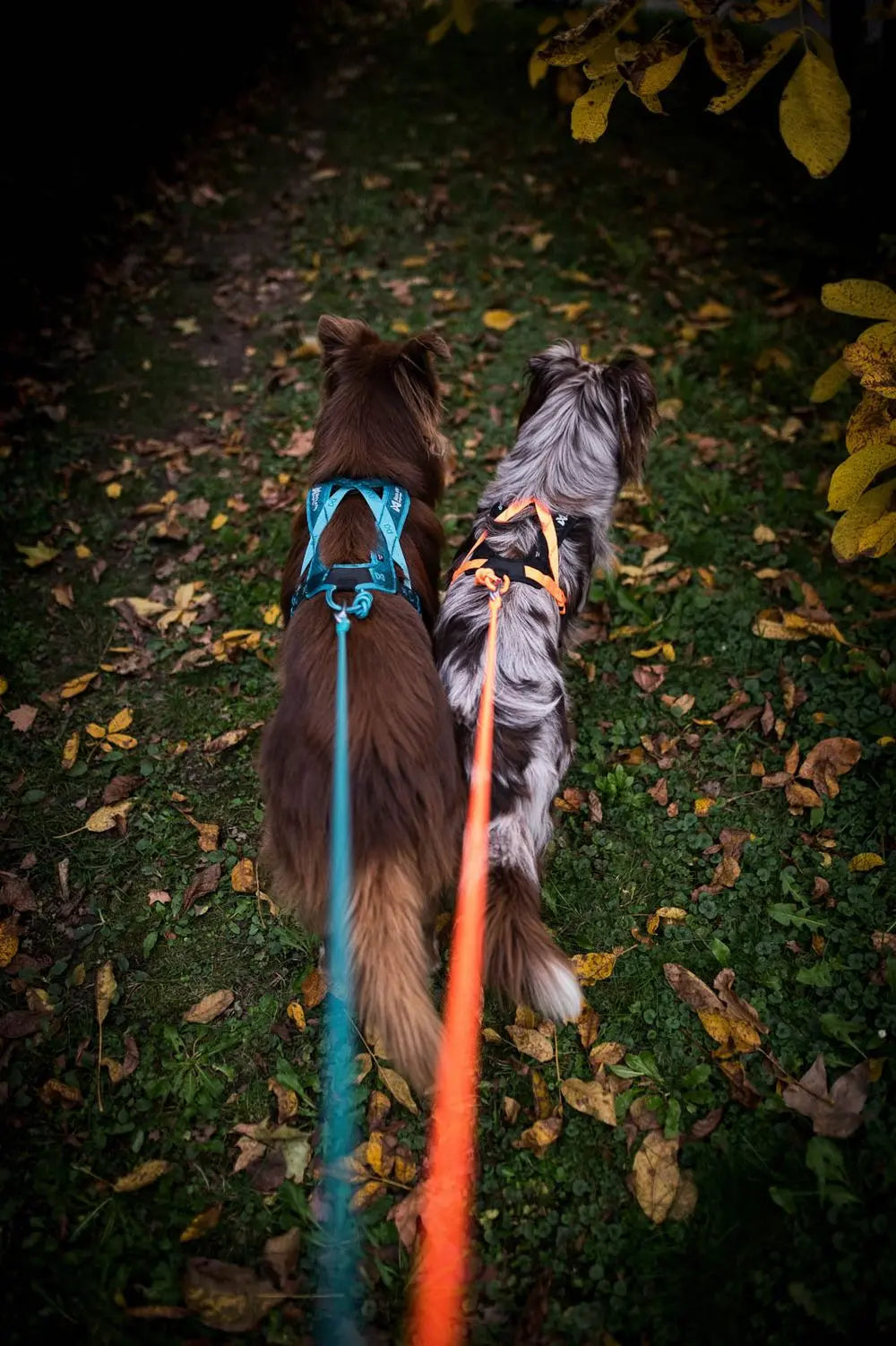 Hundezuggeschirr, Rush Harness, Non-stop dogwear