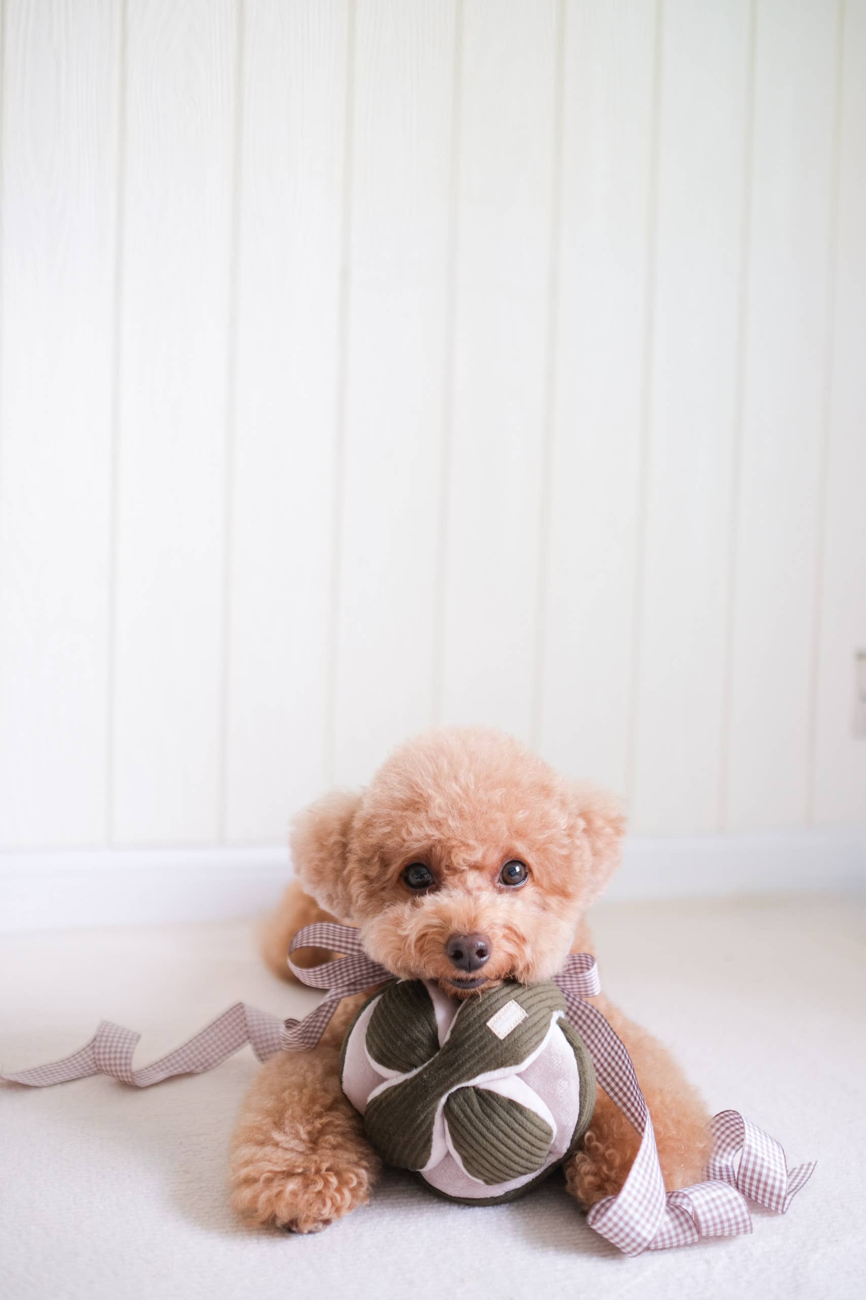 Monti Kord, Schnüffelball