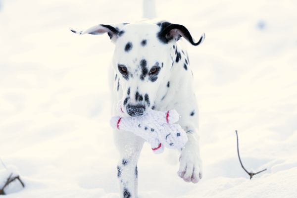 Shawn der Schneemann, Laboni