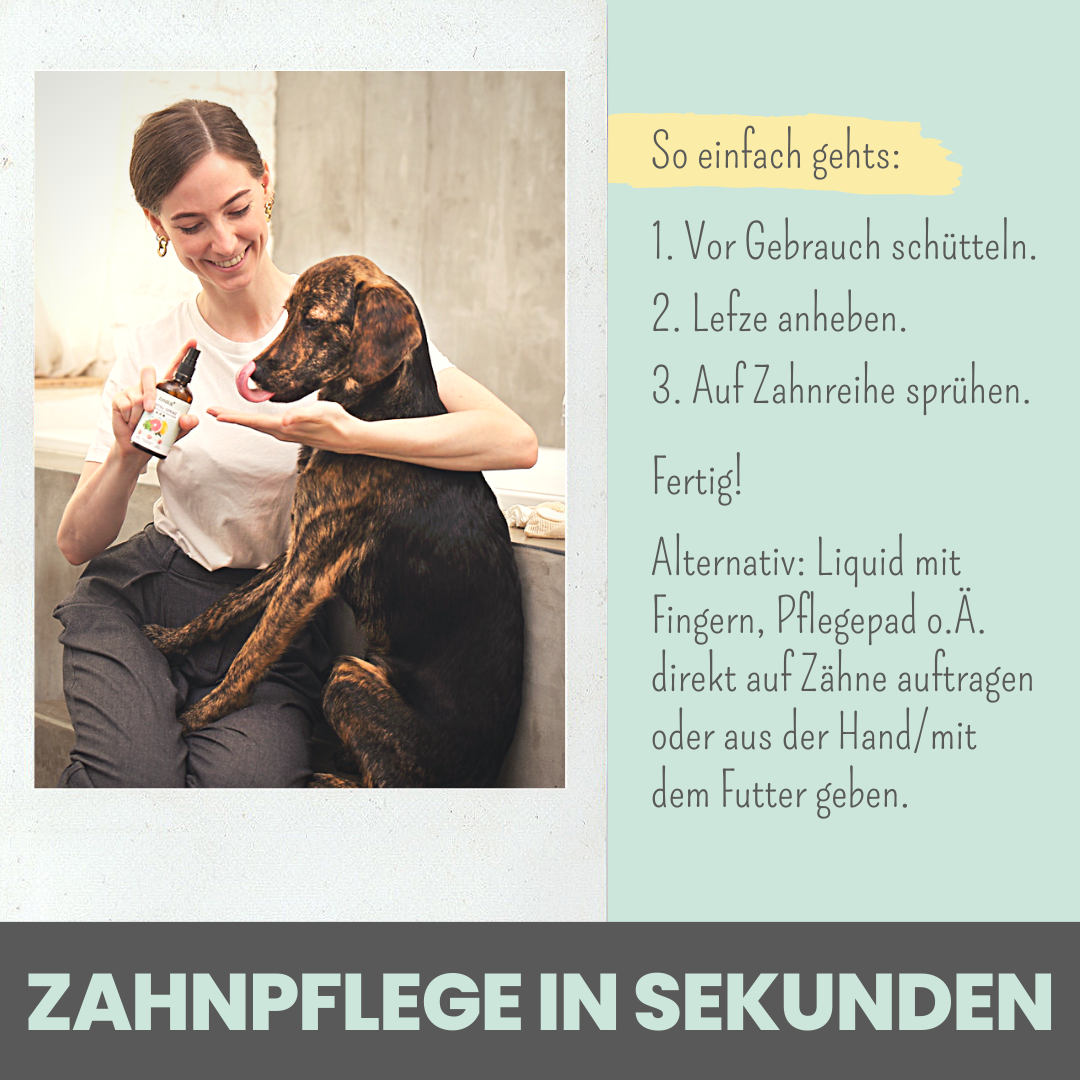 Dental-Spray bei Zahnstein für Hunde und Katzen