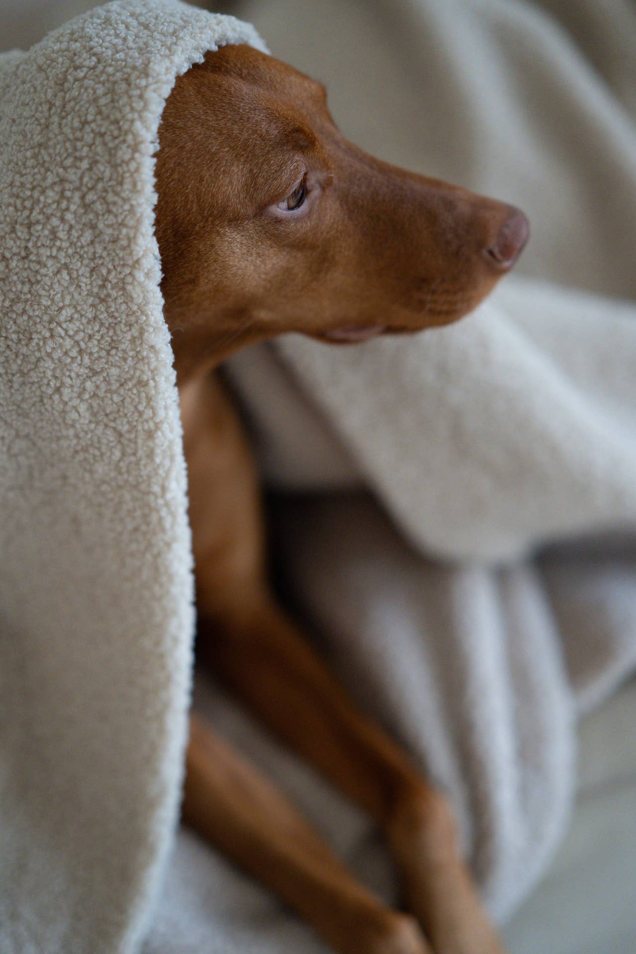 Oversize Hundedecke aus Teddy Beige, Lieblingspfote