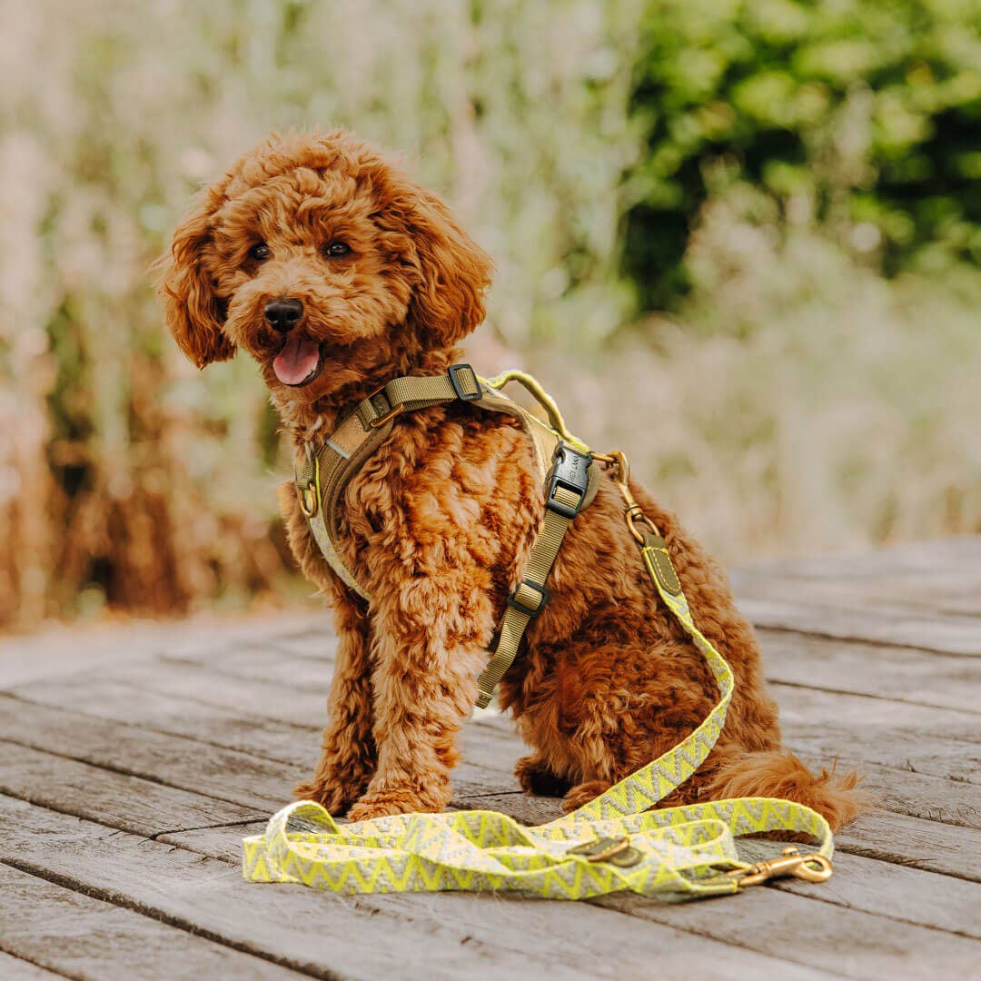 Premium Hundeleine - 3-fach verstellbar - 2m - Oliv/Neongelb