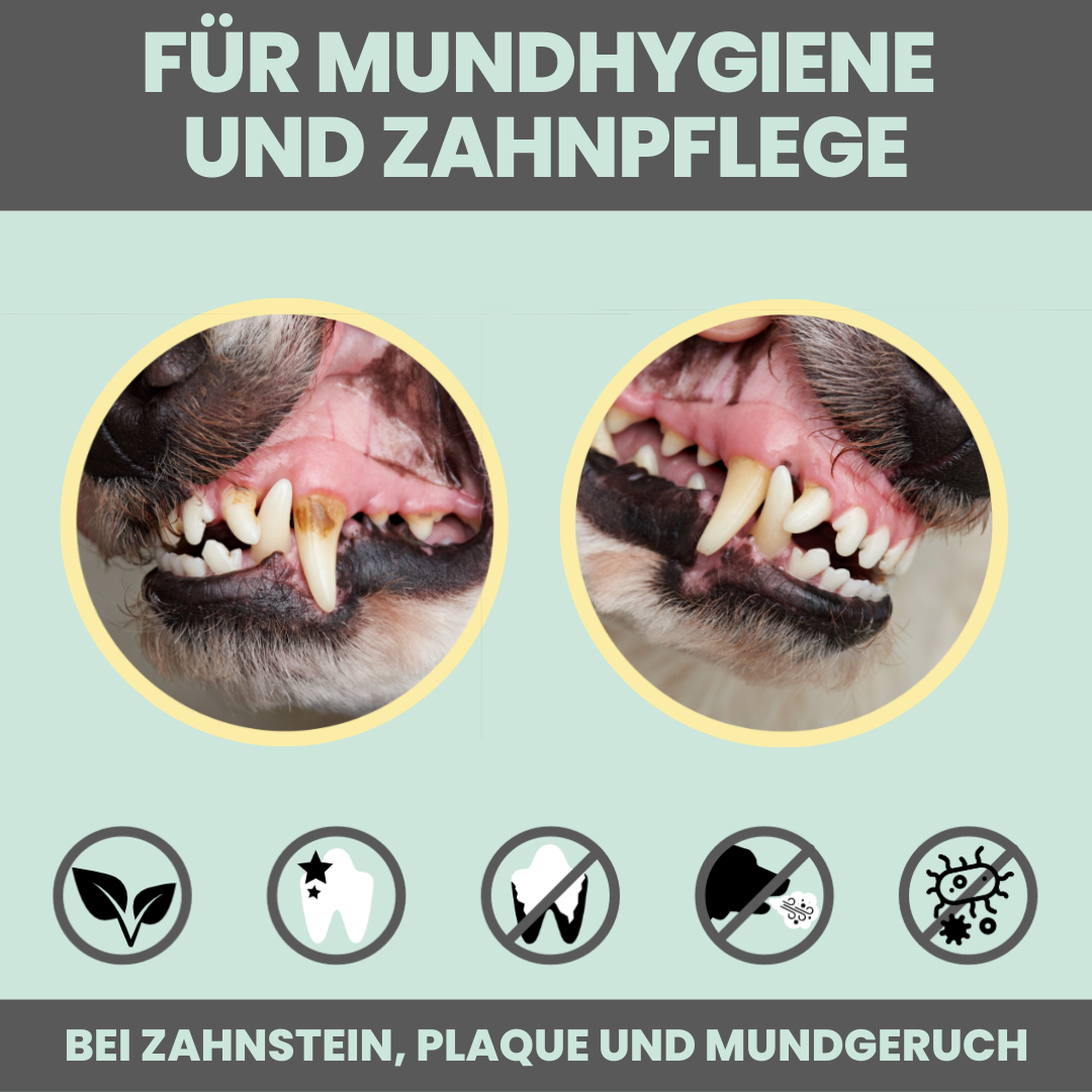 Dental-Spray bei Zahnstein für Hunde und Katzen