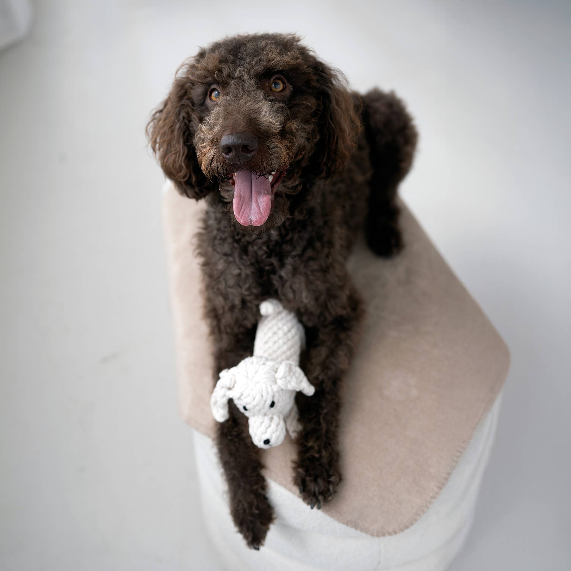 RICHIE RETRIEVER, Laboni