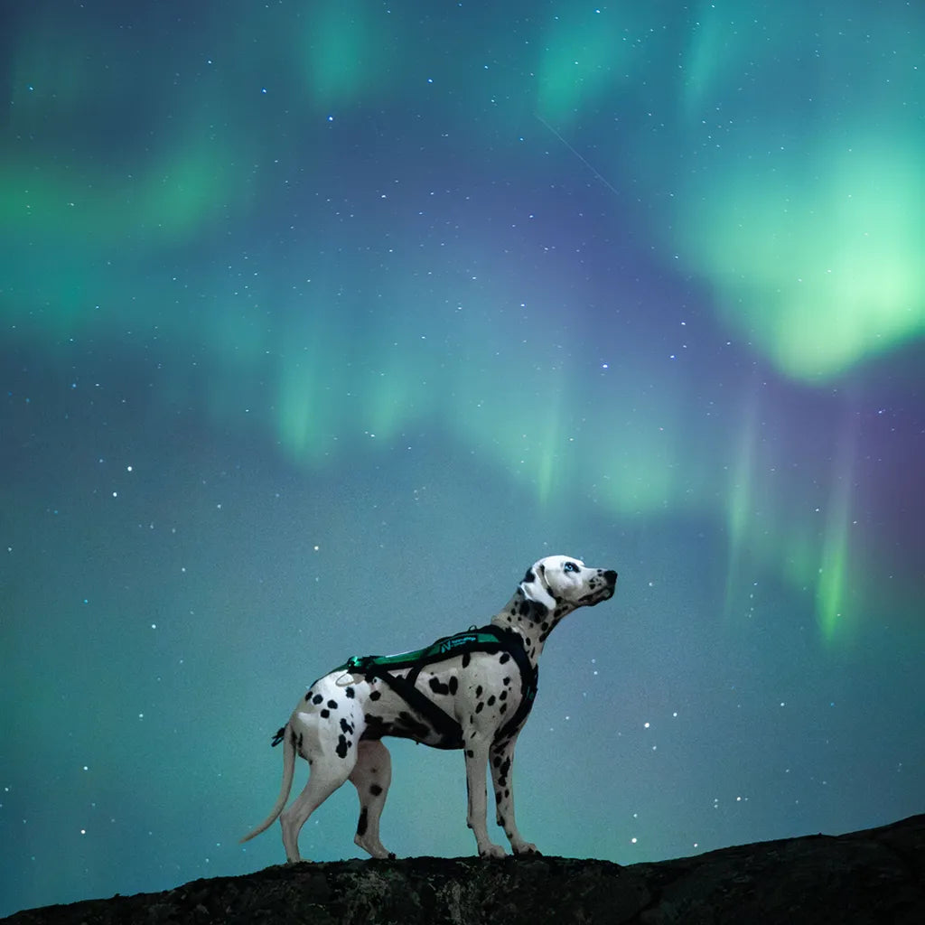 Hundezuggeschirr Freemotion Harness 5.0 Limited Edition, non-stop dogwear