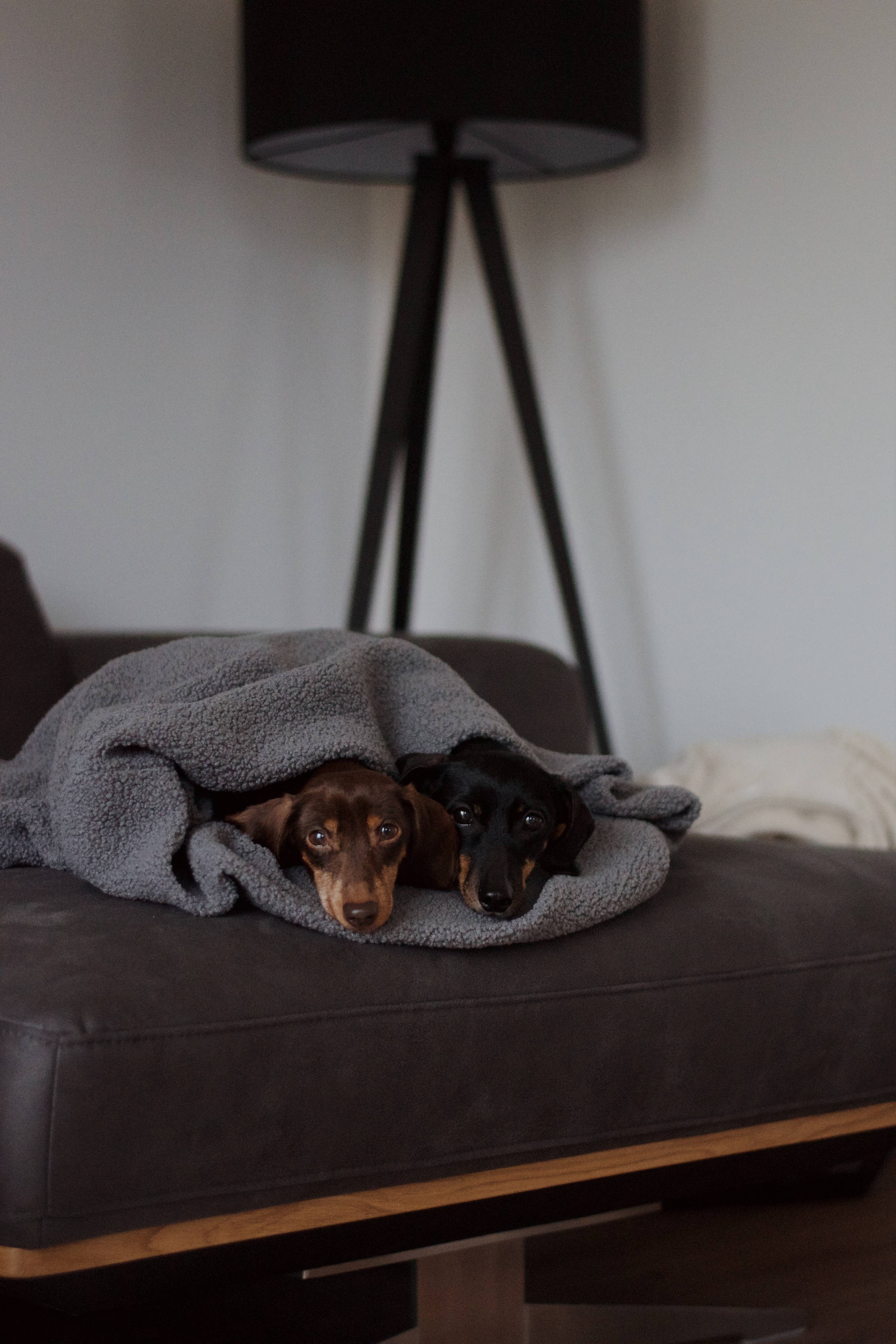 Oversize Hundedecke aus Teddy Anthrazit, Lieblingspfote