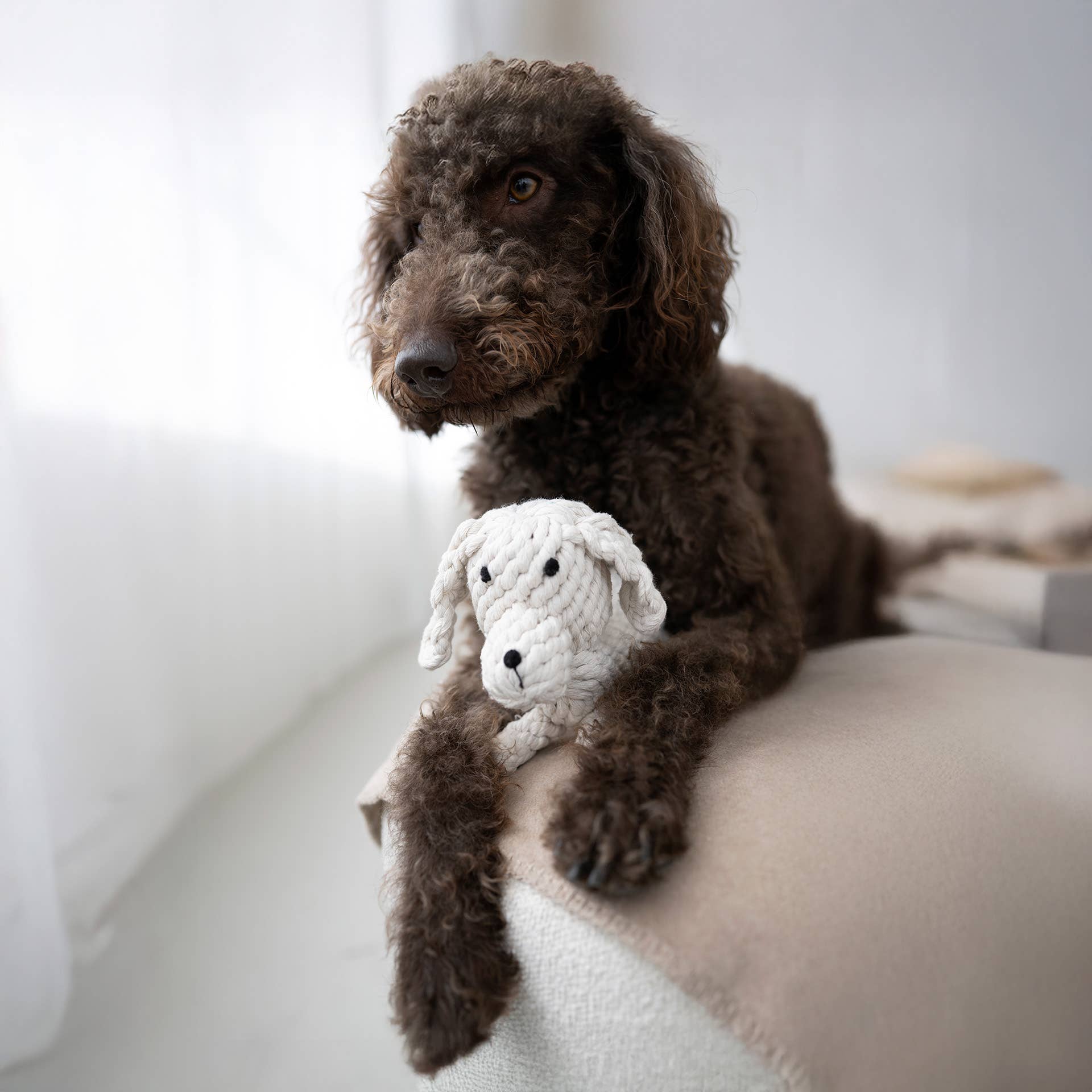 RICHIE RETRIEVER, Laboni