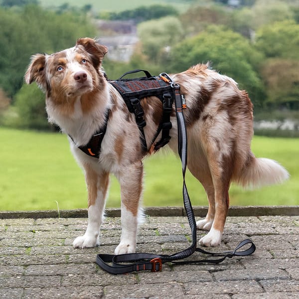 Hundegeschirr Rock Harness Long, non-stop dogwear