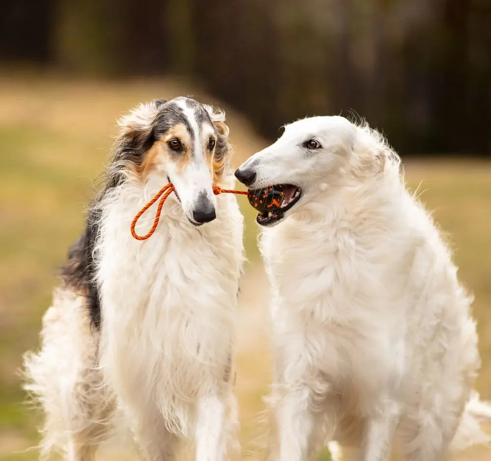 Dog Ball on rope, Non-stop dogwear