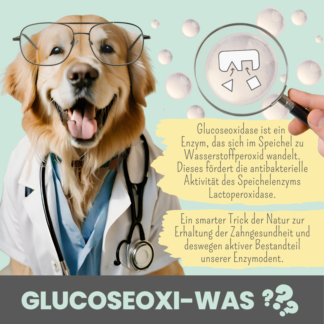 Enzymodent: Enzymatische Zahnpasta für Hunde mit natürlicher Pflege- und Präventionsformel