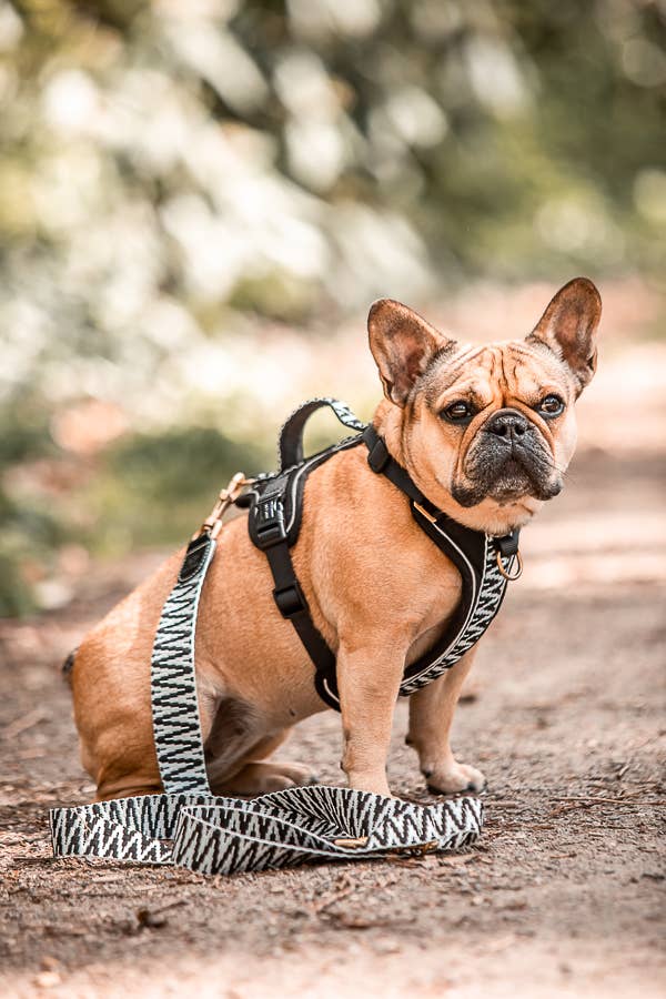 Premium Hundeleine - 3-fach verstellbar - 2m - Schwarz